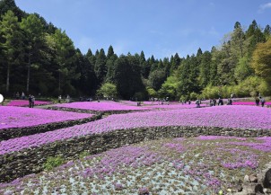 關西最大芝櫻